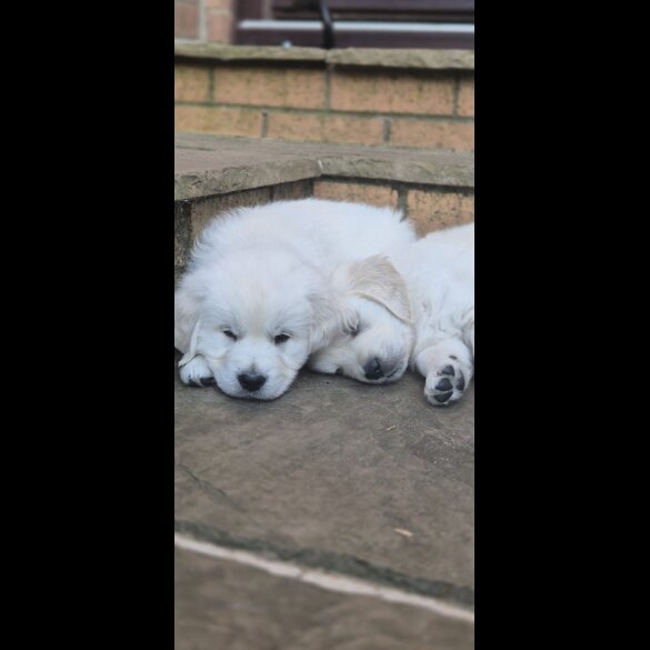 Golden Retriever - Both