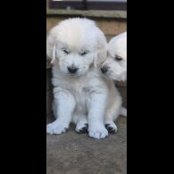 Golden Retriever - Both