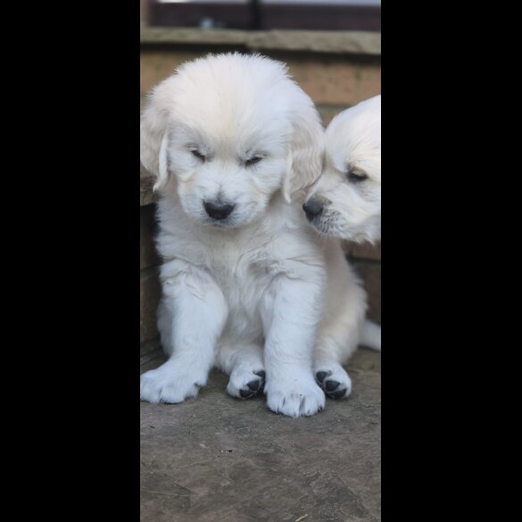 Golden Retriever - Both