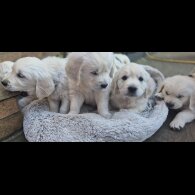 Golden Retriever - Both