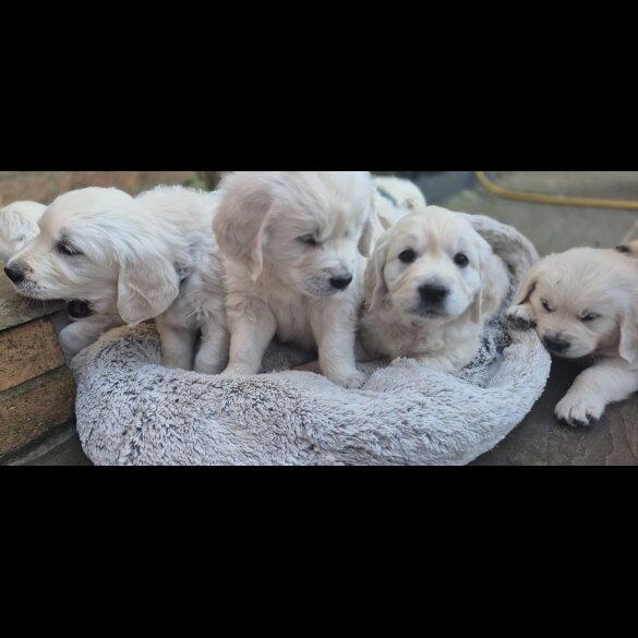 Golden Retriever - Both