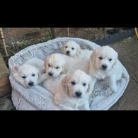 Golden Retriever - Both
