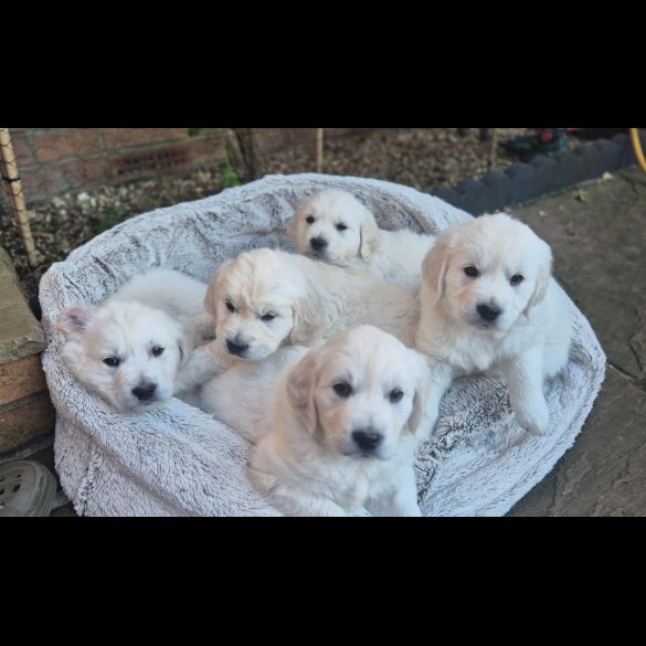 Golden Retriever - Both