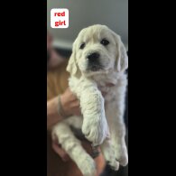 Golden Retriever - Both
