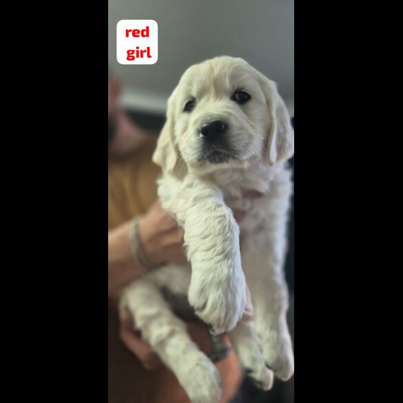 Golden Retriever - Both
