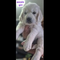 Golden Retriever - Both