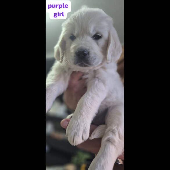 Golden Retriever - Both