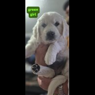 Golden Retriever - Both