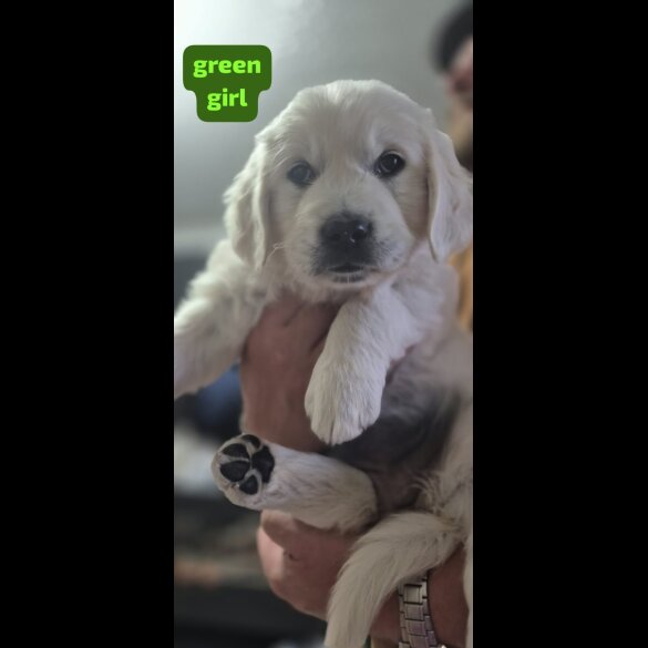 Golden Retriever - Both
