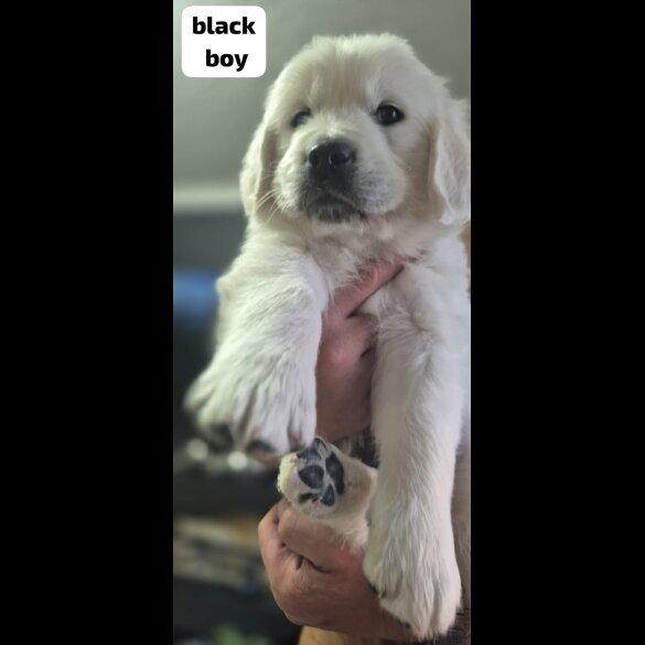 Golden Retriever - Both