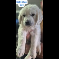 Golden Retriever - Both