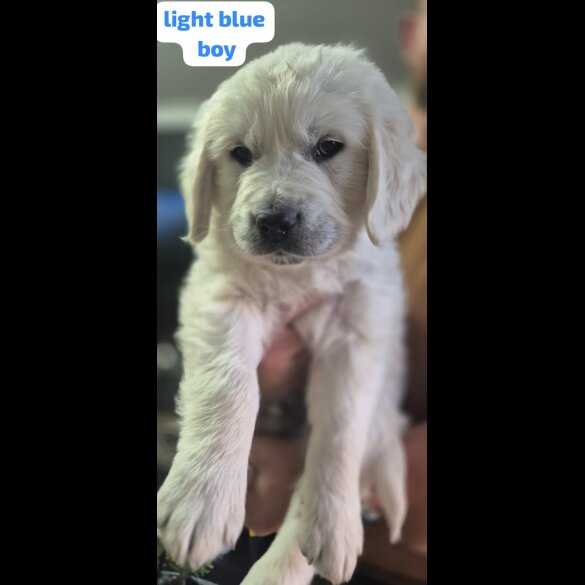 Golden Retriever - Both