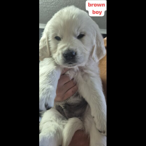 Golden Retriever - Both