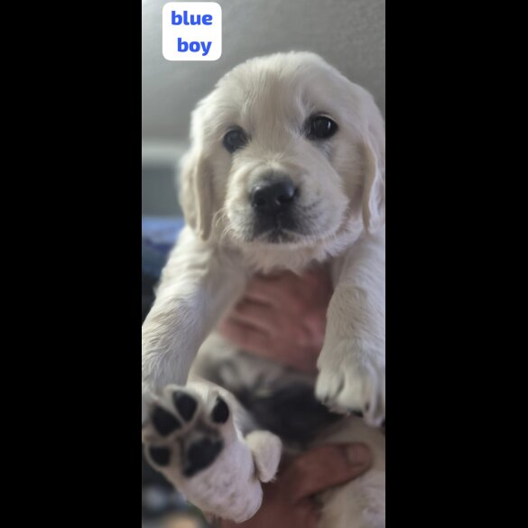 Golden Retriever - Both