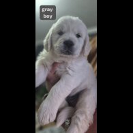 Golden Retriever - Both
