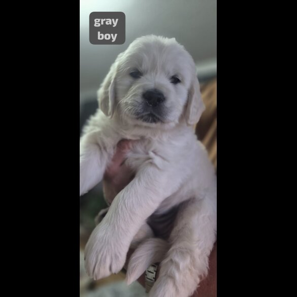 Golden Retriever - Both