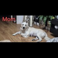 Golden Retriever - Both