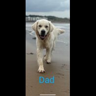 Golden Retriever - Both