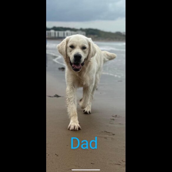 Golden Retriever - Both