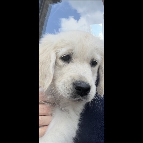 Golden Retriever - Both