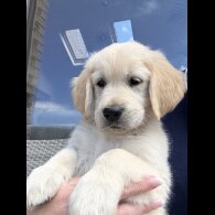 Golden Retriever - Both