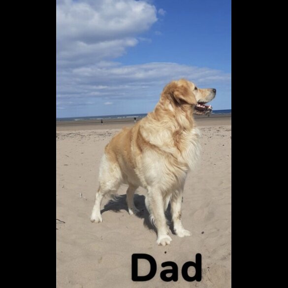 Golden Retriever - Both