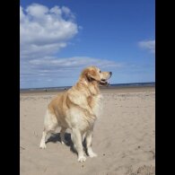 Golden Retriever - Both