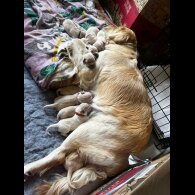 Golden Retriever - Both