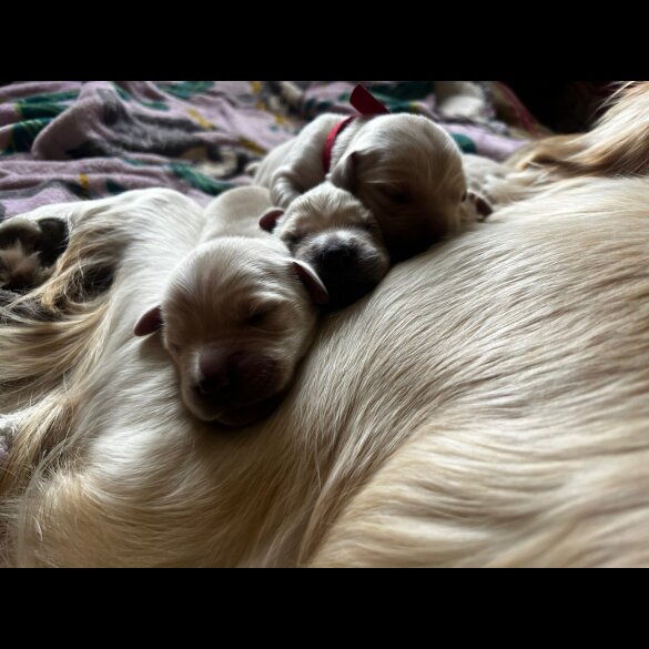 Golden Retriever - Both