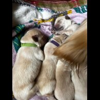 Golden Retriever - Both