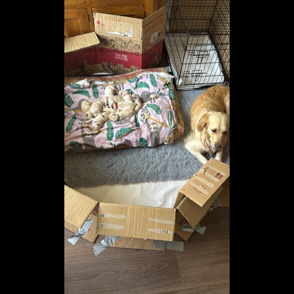Golden Retriever - Both