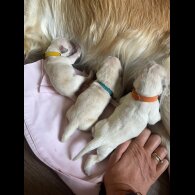Golden Retriever - Both