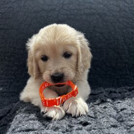 Golden Retriever - Both