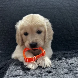 Golden Retriever - Both