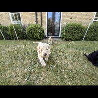 Goldendoodle - Both