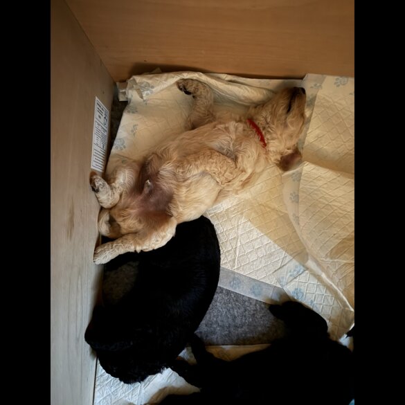 Goldendoodle - Both