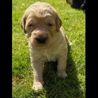 Goldendoodle - Both