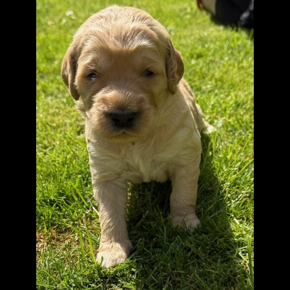 Goldendoodle - Both