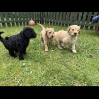 Goldendoodle - Both