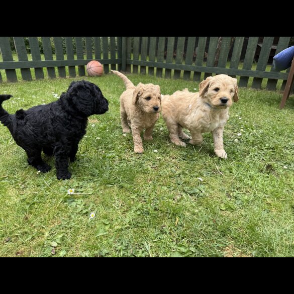 Goldendoodle - Both