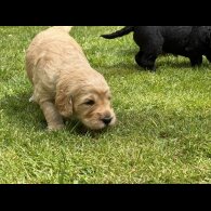 Goldendoodle - Both