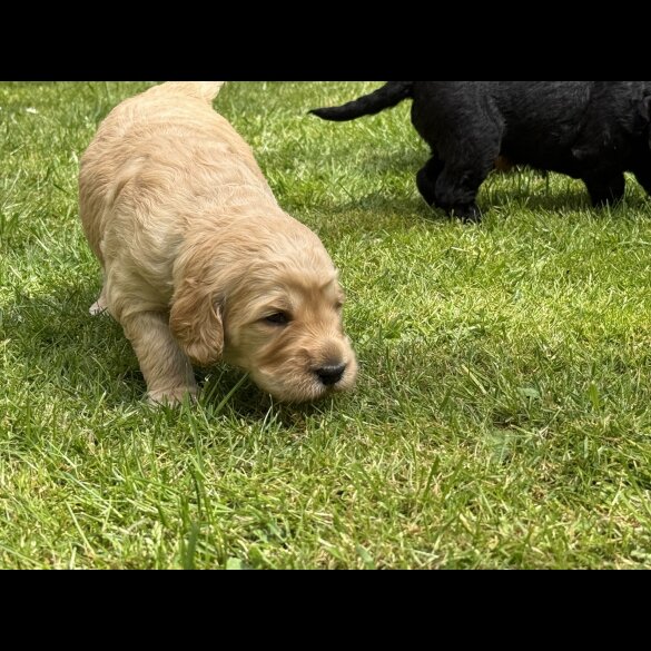 Goldendoodle - Both