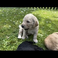 Goldendoodle - Both