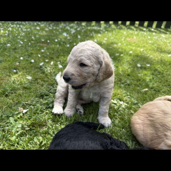 Goldendoodle - Both