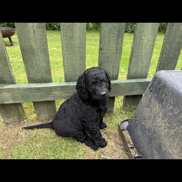 Goldendoodle - Both