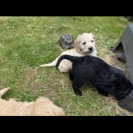 Goldendoodle - Both