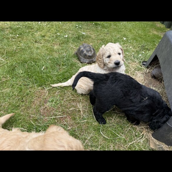 Goldendoodle - Both