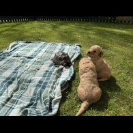 Goldendoodle - Both