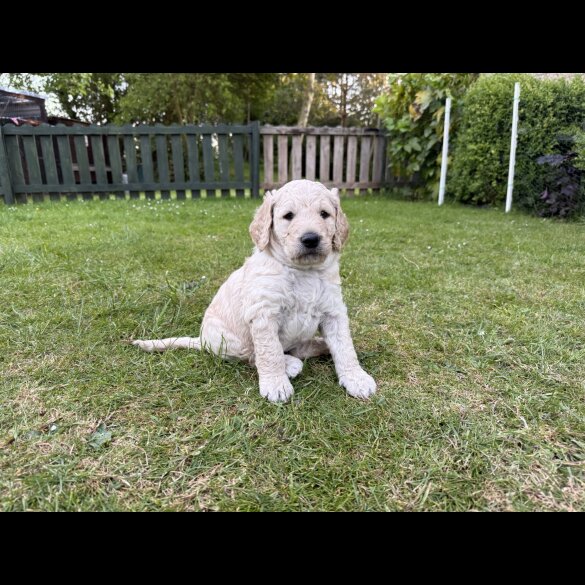 Goldendoodle - Both
