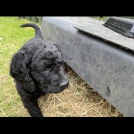 Goldendoodle - Both